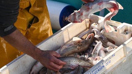 Un pêcheur décharge des poissons dans le port de Boulogne-sur-Mer (Pas-de-Calais), le 3 novembre 2021. (DENIS CHARLET / AFP)