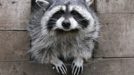 Masha, un raton-laveur femelle regarde &agrave; l'ext&eacute;rieur de son refuge au zoo de Krasnoyarsk (Russie), le 20 novembre 2013. Les animaux du zoo ont des difficult&eacute;s &agrave; hiberner en raison des temp&eacute;ratures &eacute;lev&eacute;es pour la saison. (ILYA NAYMUSHIN / REUTERS)