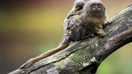 Un b&eacute;b&eacute; oustiti pygm&eacute;e de 10 jours s'accroche au dos de sa m&egrave;re au zoo de Santa Fe &agrave; Medellin (Colombie), le 13 mai 2011. (ALBEIRO LOPERA / REUTERS)