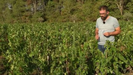 En raison des incendies qui ont frappé la Gironde cet été, les vignerons craignent que leur vin ait un goût fumé.&nbsp;Cependant, d'après un collège de scientifiques et l'Union des œnologues de France, aucun goût suspect n'a pour l'instant été recensé. (FRANCE 2)