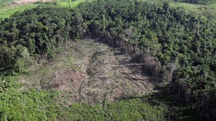 Déforestation au nord du Brésil (Antonia Scorza/ AFP)