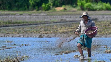 Un&nbsp;paysan&nbsp;travaille dans une rizière à Tissamaharama (Sri Lanka), le 23 avril 2022. (ISHARA S. KODIKARA / AFP)