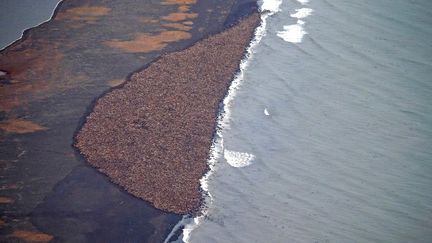 Faute de glace, n&eacute;cessaire pour se reposer, les morses ont trouv&eacute; refuge sur cette plage d'Alaska, samedi 27 septembre 2014.&nbsp; (COREY ACCARDO / NOAA / AFP)