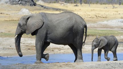 Des éléphants vont s'abreuver, dans le parc national de Hwange, au Zimbabwe, le 24 novembre 2015. (RIEGER BERTRAND / HEMIS.FR / AFP)