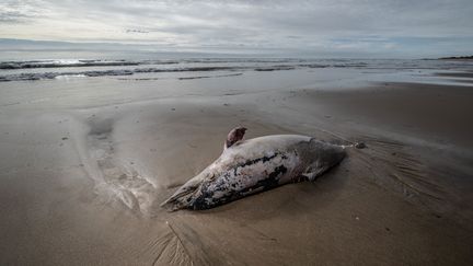 1 380 petits cétacés se sont échoués entre décembre et avril dernier sur le littoral atlantique, selon l'observatoire Pelagis. Ici, sur l'Île de Ré, le 13 mars 2023. (XAVIER LEOTY / MAXPPP)