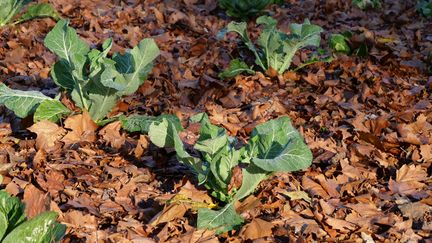 Le paillage avec des feuilles mortes protège le sol et le nourrit.&nbsp; (ISABELLE MORAND / RADIO FRANCE / FRANCE INFO)