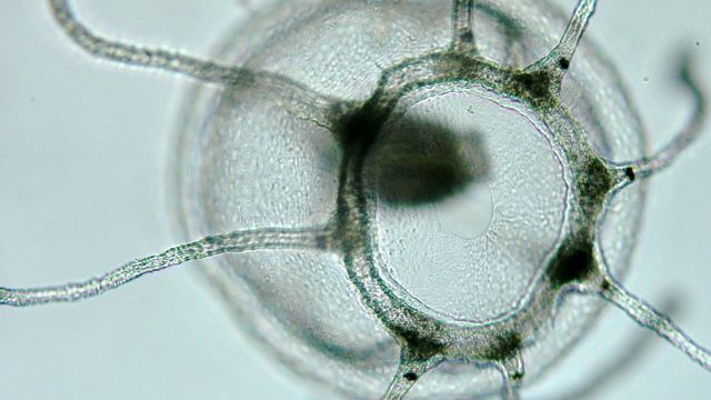 Une m&eacute;duse Turritopsis nutricula, en Floride (Etats-Unis). (BACROFT MEDIA / GETTY IMAGES)