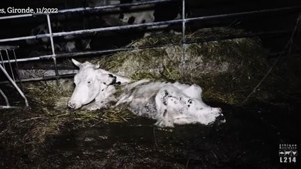 Une vache maigrissime filmée par L214 et Brin en novembre 2022 dans un élevage girondin. (CAPTURE D'ÉCRAN)