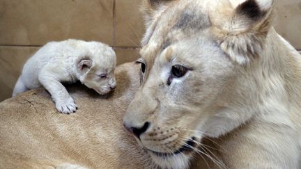 Un lionceau blanc grimpe sur le dos de sa m&egrave;re, Azira, au zoo de Boryszew (Pologne), le 1er f&eacute;vrier 2014. (JANEK SKARZYNSKI / AFP)