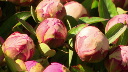 C’est l’une des fleurs star du mois de mai et de la fête des mères. La cueillette de la pivoine a débuté avec quelques semaines d’avance. Les producteurs ne cachent pas leur inquiétude quant au réchauffement climatique, défavorable à leurs cultures. (France 2)