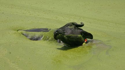 Un buffle se rafra&icirc;chit pr&egrave;s de Jammu (Inde) alors que la temp&eacute;rature atteint les 40,7&deg;C, le 28 mai 2012. (MUKESH GUPTA / REUTERS)