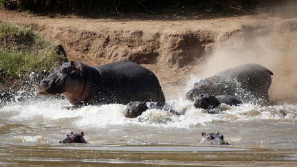 Des hippopotames dans une rivière du comté de Laikipia, au Kenya, le 7 janvier 2018. (BAZ RATNER / REUTERS)