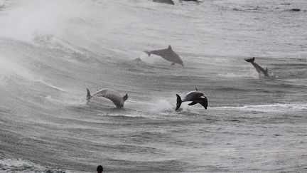 Un surfeur observe un banc de dauphins jouer dans les vagues de Bondi Beach &agrave; Sydney (Australie), le 25 septembre 2012. (DANIEL MUNOZ / REUTERS)