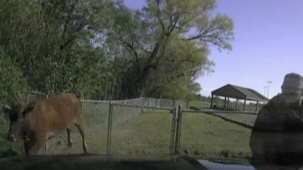 L'échappée sauvage d'une vache au Texas