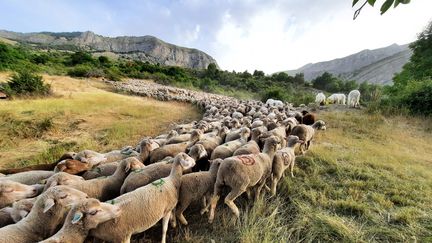 Le troupeau de Jean-Baptiste, dans les Alpes-de-Haute-Provence, en juillet 2022. (AGATHE MAHUET / RADIO FRANCE)