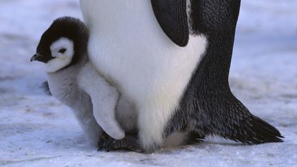 Un bébé manchot empereur en Antarctique, sur la baie d'Atka, le 4 janvier 2010.&nbsp; (MAXPPP)