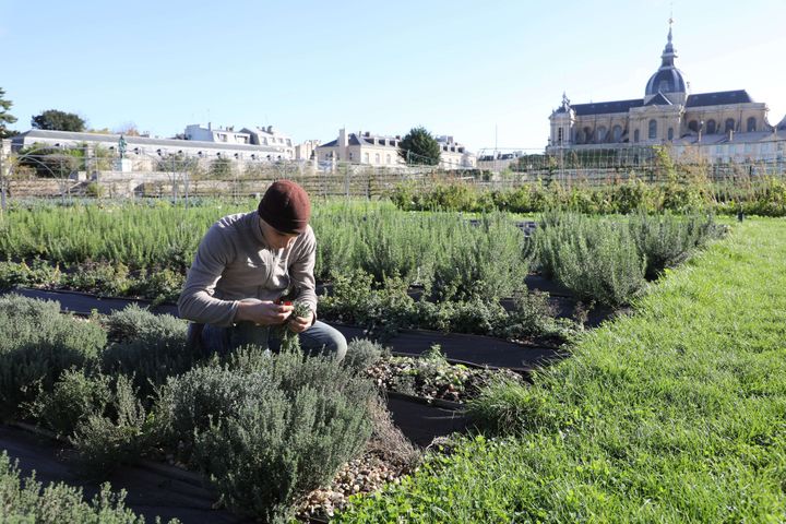 Un jardinier ramasse du thym et du romarin au Potager du roi à Versailles
 (Ludovic Marin / AFP)