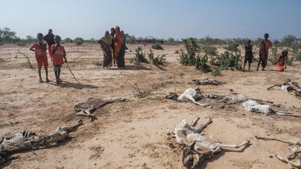 A Hargududo, un village de la région situé à une cinquantaine de km de Gode, la grande ville de la zone administrative de Shabelle, les habitants montrent à l'AFP les cadavres desséchés de chèvres, vaches ou ânes. Une grande partie des bêtes des quelque 200 familles semi-nomades du village ont péri: "Ceux qui avaient disons 300 chèvres avant la sécheresse n'en ont plus que 50 à 60, chez certains (...) aucune n'a survécu", explique un villageois. (EDUARDO SOTERAS / AFP)