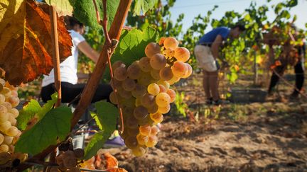 Les vendanges dans les vignes du château de Chambord (Loir-et-Cher), le 19 septembre 2018. (GUILLAUME SOUVANT / AFP)