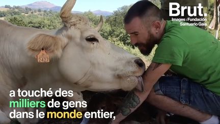 VIDEO. En Espagne, le geste de remerciement de cette vache envers son soigneur suscite l'émotion (BRUT)