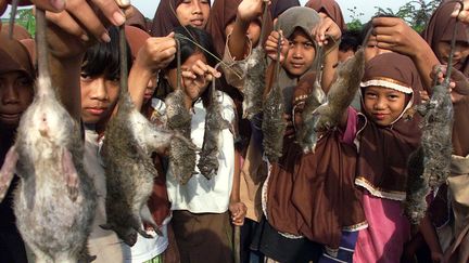 Rats capturés par des jeunes élèves d'une école d'Indonesie, le 8 février 2002. (? BEAWIHARTA BEAWIHARTA / REUTE / X01068)