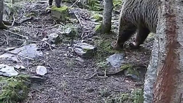 Ari ge le chasseur mordu par une ourse hors de danger