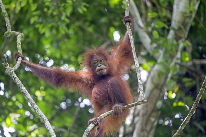 Un jeune orang-outan de Bornéo, en Malaisie, le 31 mai 1996. (SYLVAIN CORDIER / BIOSPHOTO /AFP)