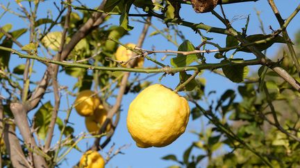 Calibre, beauté de l'épiderme... Chaque citron est observé sous toutes ses coutures avant de recevoir le sésame IGP.&nbsp; (ISABELLE MORAND / DIDIER HIRSCH / RADIO FRANCE / FRANCE INFO)