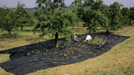 Cueillette de la mirabelle, dans la Meuse, le 11 septembre 2011. (BRUNO BARBIER  / ONLY FRANCE / AFP)