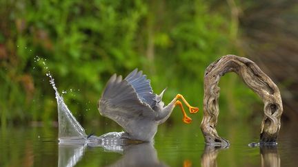 Cette photo d'un héron strié plongeant dans l'eau dans une réserve en Afrique du Sud, baptisée "Plongeon inattendu" par son auteur Vittorio Ricci, a remporté le Prix creatures of the air des Comedy Wildlife Photography Awards 2023. (VITTORIO RICCI)