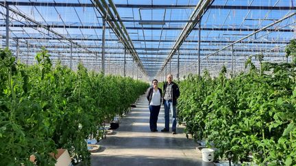 Dominique Picard dans la serre chauffee où 100 000 pieds produisent chaque année 1 700 tonnes de tomates, en Bretagne.&nbsp; (ALAIN GASTAL / FRANCEINFO)