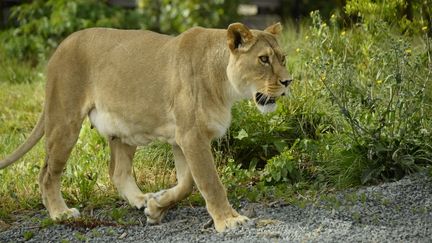 Lionne au parc zoologique de Paris (illustration). (BERTRAND GUAY / AFP)