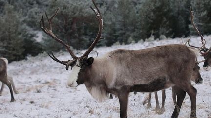 Écosse : à la rencontre des rennes des Cairngorms