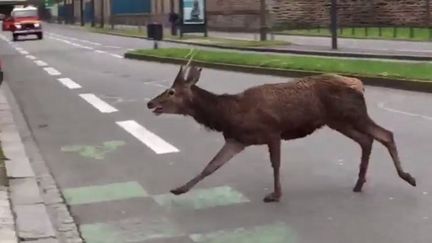 Capture d'écran d'une vidéo Twitter, montrant un cerf&nbsp;courir dans les rues de Rennes, le 21 avril 2016.&nbsp; (TWITTER)