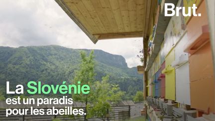 VIDEO. La Slovénie, un paradis pour les abeilles ? (BRUT)