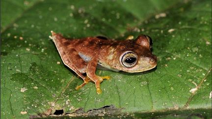 La "grenouille cowboy" d&eacute;couverte par l'organisation Conservation International au Surinam. (PAUL OUBOTER / CONSERVATION INTERNATIONAL)