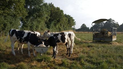 Transmise par des moucherons piqueurs, la maladie hémorragique épizootique affecte surtout des cervidés et des bovins. Un élevage à Montaigu-Vendée (Pays-de-la-Loire) le 2 juillet 2023. (MATHIEU THOMASSET / HANS LUCAS / AFP)