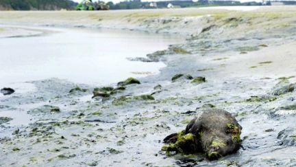 Plage de Morieux: un sanglier mort, le 26 juillet 2011, dans une anse de la baie de Saint-Brieuc. (AFP/DAMIEN MEYER)