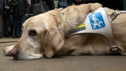 Un chien guide d'aveugle, le 12 février 2018. (PAUL ZINKEN / DPA)