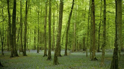 C'est en pleine for&ecirc;t de Compi&egrave;gne (Oise) que le corps sans vie d'un chauffeur de taxi parisien a &eacute;t&eacute; retrouv&eacute;, mardi 5 mai 2015. (TRIPELON-JARRY  / ONLY FRANCE / AFP)