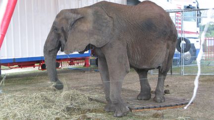 L'&eacute;l&eacute;phante du cirque de l'Europe, qui a tu&eacute; un octog&eacute;naire, dans son enclos, le 9 septembre 2013. (  MAXPPP)