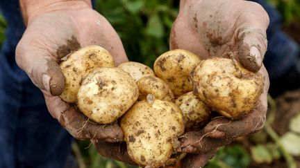 Des pommes de terre "Bonnotte" cultivées sur l'île de Noirmoutier (Vendée), qui utilise des eaux de réutilisation pour son agriculture (illustration). (LUDOVIC MARIN / AFP)