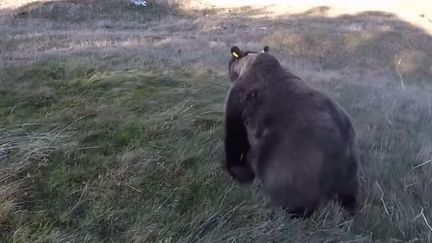 L'ourse Sorita le jour de son arrivée dans le Béarn&nbsp;le 5 octobre 2018.&nbsp; (ONCFS Office national de la chasse et de la faune sauvage)