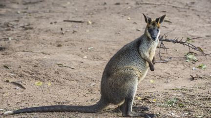 Image d'illustration d'un kangourou en Australie, en juin 2016. (MICHAEL RUNKEL / ROBERT HARDING PREMIUM / AFP)