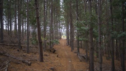 Un forêt en Afrique du Sud, (illustration).&nbsp; (RODGER BOSCH / AFP)