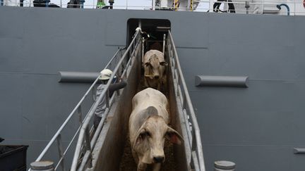 Du bétail&nbsp;est déchargé d'un navire au port de Tanjung Priok, Jakarta, le 15 avril 2021 (illustration). (DASRIL ROSZANDI / AFP)