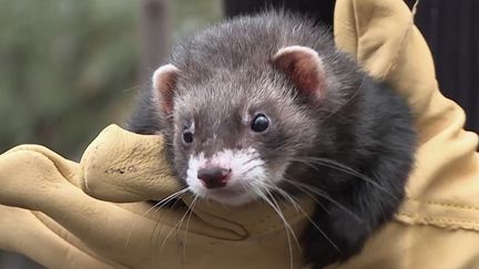 Les rats pullulent dans les villes. À Toulouse (Haute-Garonne), les furets permettent de contrer ce fléau. (CAPTURE ECRAN FRANCE 2)