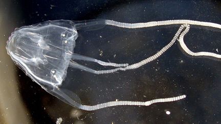 De formes variées, les méduses sont composées à 98% d’eau et ne vivent que quelques semaines. Jacqueline Goy explique qu’«il existe environ un millier d'espèces de méduses, mais une vingtaine pose des problèmes aujourd'hui, les autres sont discrètes. Les méduses, dont la taille varie d'un millimètre à plus de 6 mètres de diamètre, sont des êtres venimeux, mais le venin est propre à chaque espèce.» La méduse guêpe ou cuboméduse d’Australie (Chironex fleckeri), qui se trouve le long des côtes, est la plus dangereuse pour l’homme, responsable d'une cinquantaine de décès par an. (AFP PHOTO / Lisa-Ann GERSHWIN)