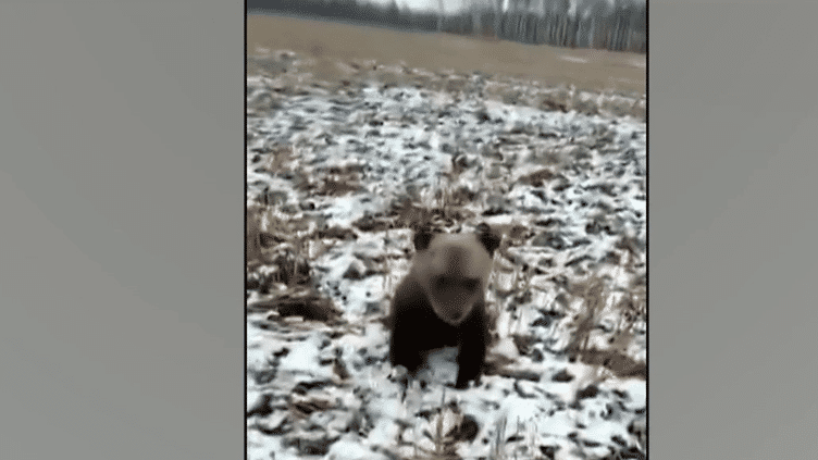 Animaux : une oursonne recueillie dans un refuge en France