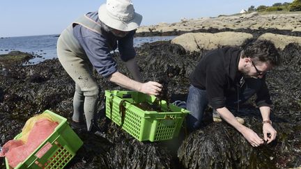 Récolte d'algues en Bretagne. (FRED TANNEAU / AFP)